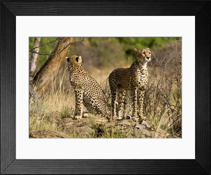 Framed Print : DDE-90020717 Framed Print : DDE-90020717
