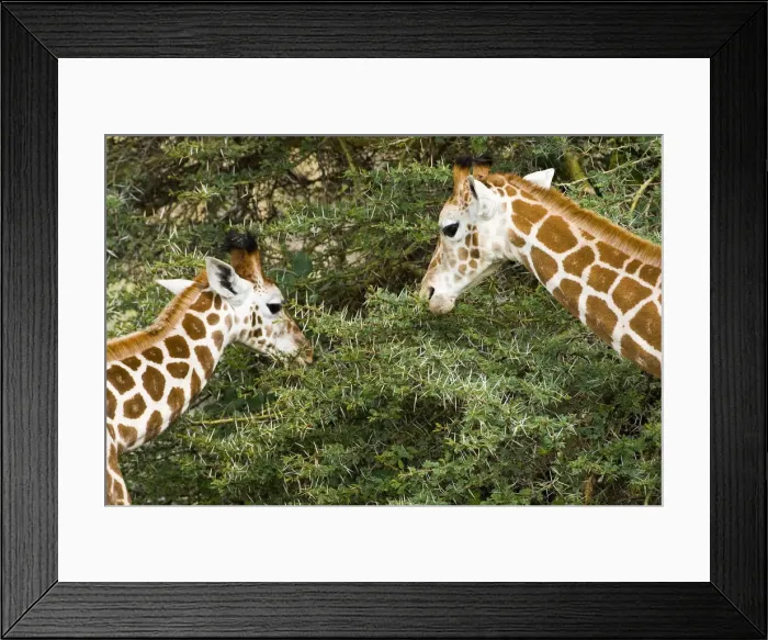 Framed Print : DDE-90020709 Framed Print : DDE-90020709