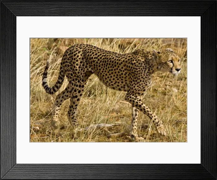 Framed Print : DDE-90020718 Framed Print : DDE-90020718