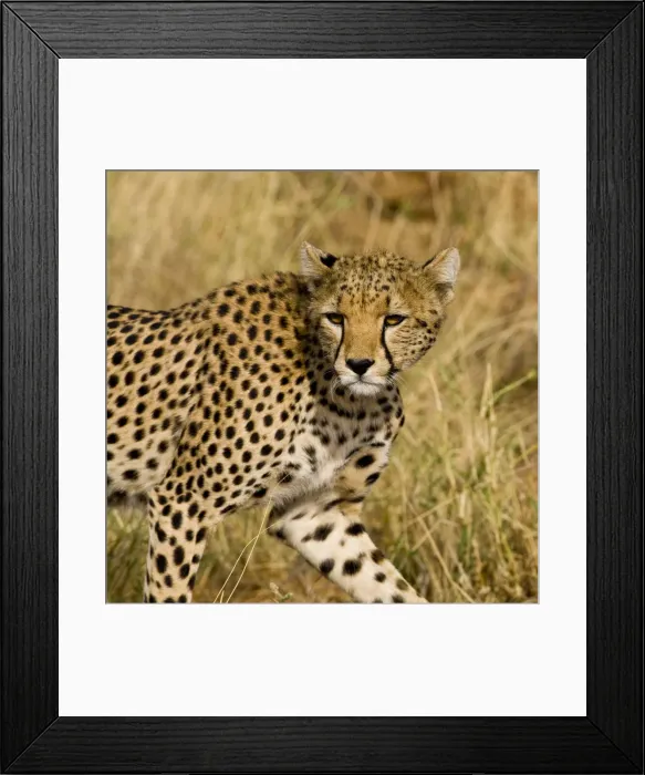 Framed Print : DDE-90020720 Framed Print : DDE-90020720