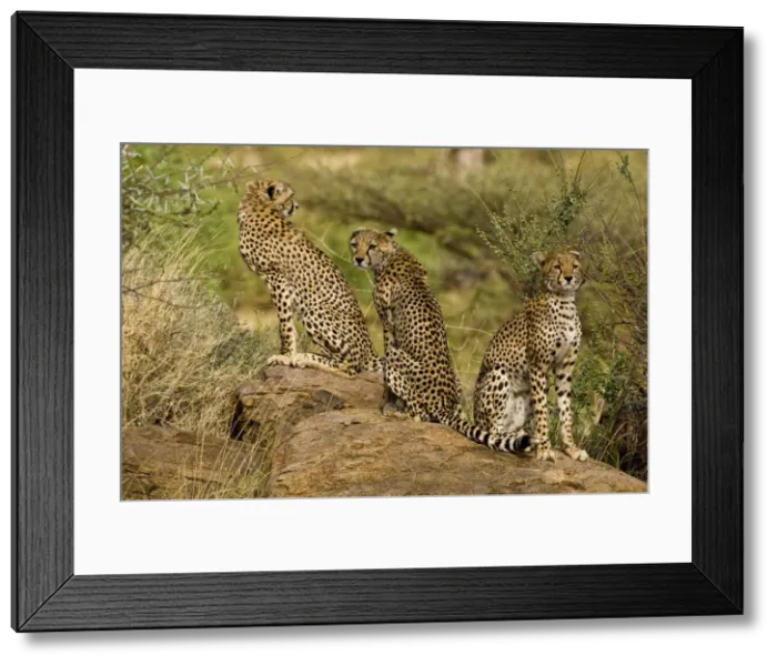 Framed Print : DDE-90020719 Framed Print : DDE-90020719