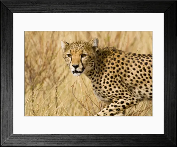 Framed Print : DDE-90020722