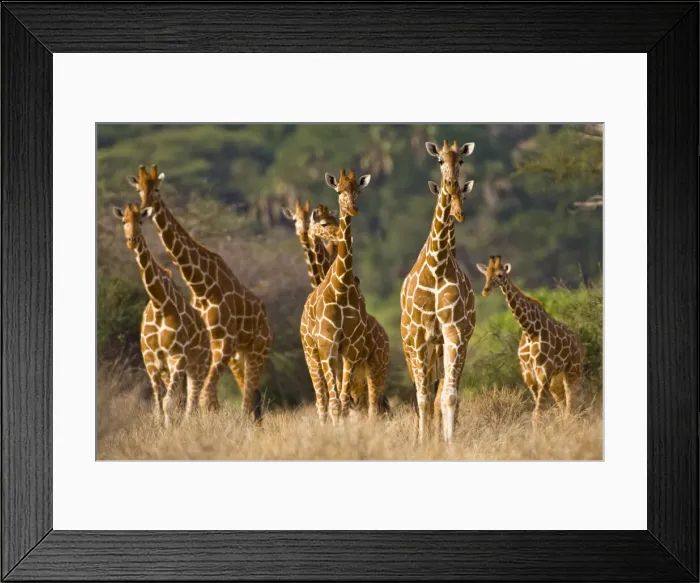 Framed Print : DDE-90020723 Framed Print : DDE-90020723