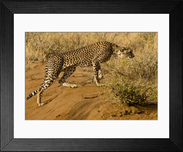 Framed Print : DDE-90020724 Framed Print : DDE-90020724