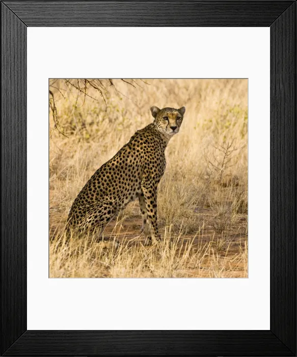 Framed Print : DDE-90020725 Framed Print : DDE-90020725