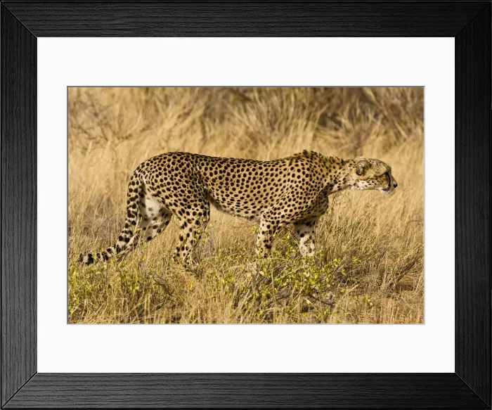 Framed Print : DDE-90020726 Framed Print : DDE-90020726