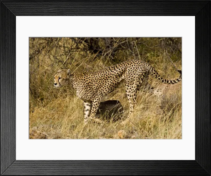 Framed Print : DDE-90020721 Framed Print : DDE-90020721