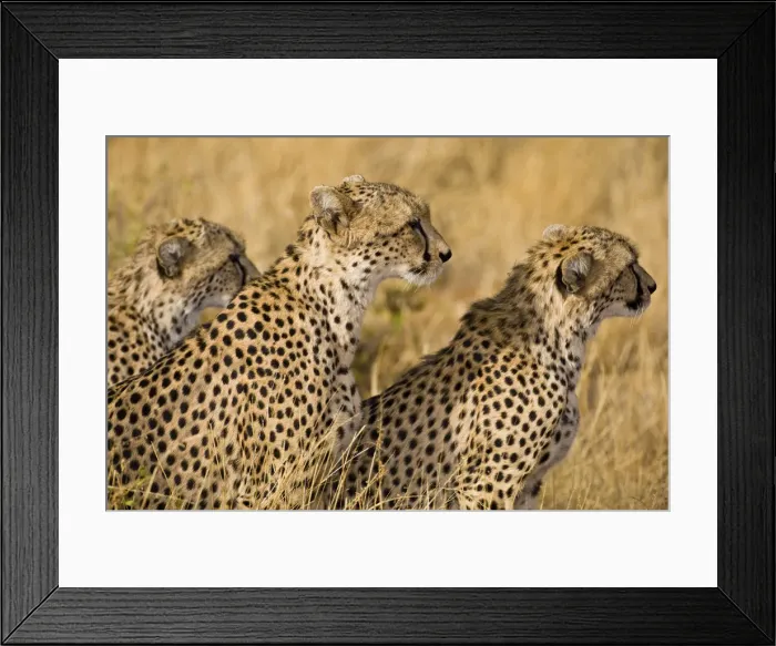 Framed Print : DDE-90020727 Framed Print : DDE-90020727