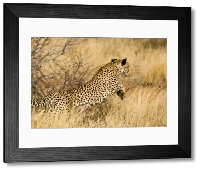 Framed Print : DDE-90020728