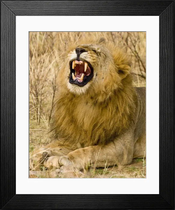Framed Print : DDE-90020729 Framed Print : DDE-90020729