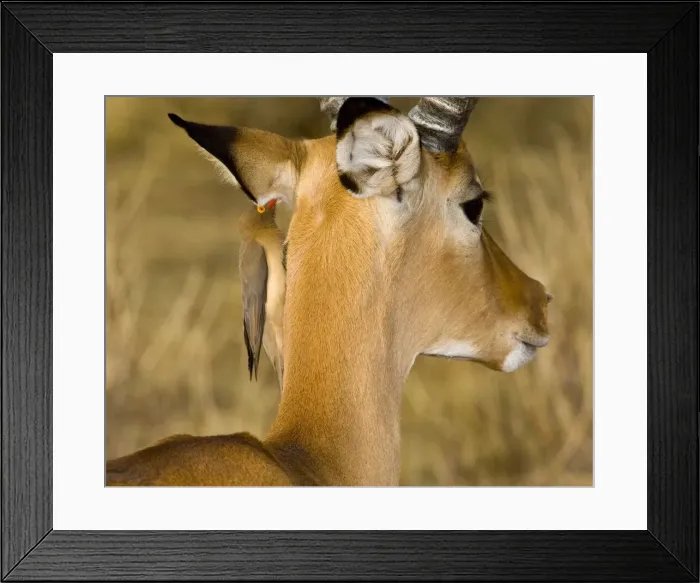 Framed Print : DDE-90020730 Framed Print : DDE-90020730