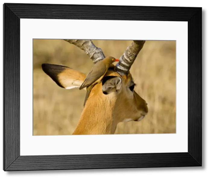 Framed Print : DDE-90020732 Framed Print : DDE-90020732