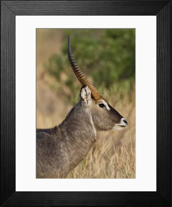 Framed Print : DDE-90020733 Framed Print : DDE-90020733