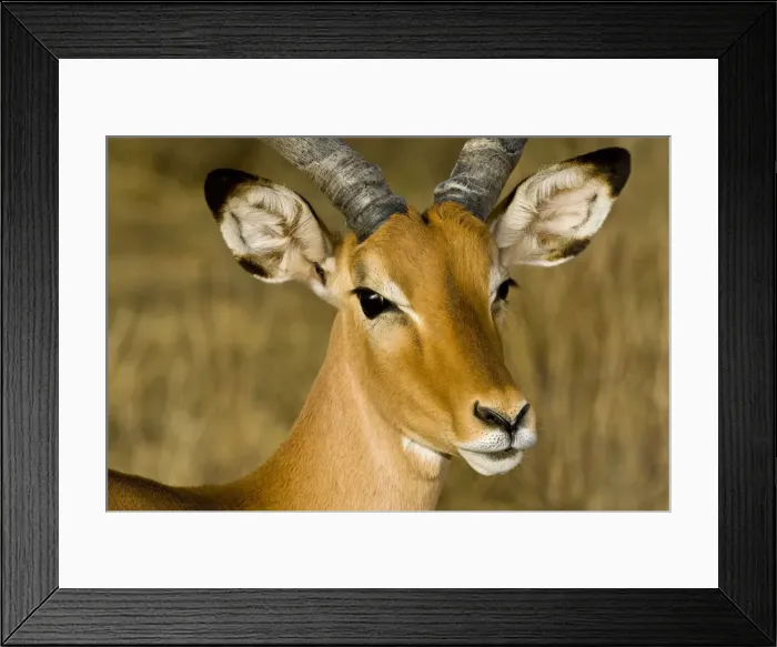 Framed Print : DDE-90020731 Framed Print : DDE-90020731