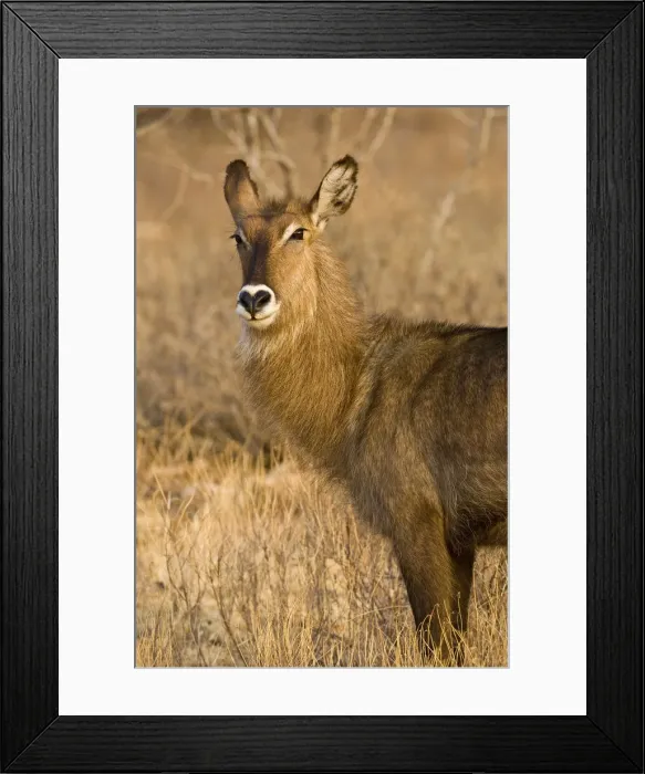 Framed Print : DDE-90020734 Framed Print : DDE-90020734
