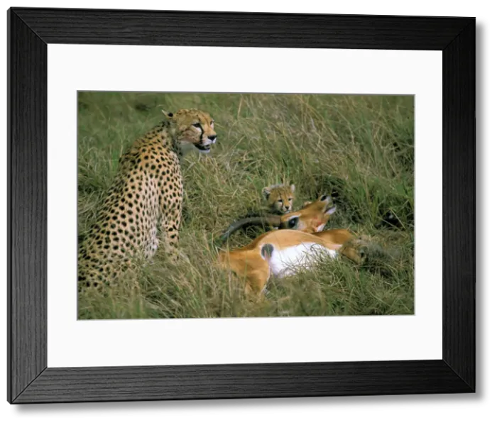 Framed Print : DDE-90020735 Framed Print : DDE-90020735