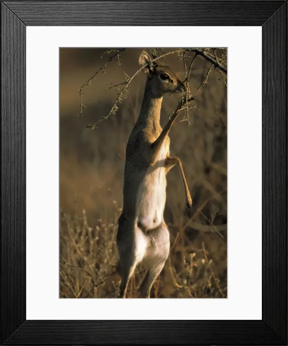 Framed Print : DDE-90020737 Framed Print : DDE-90020737