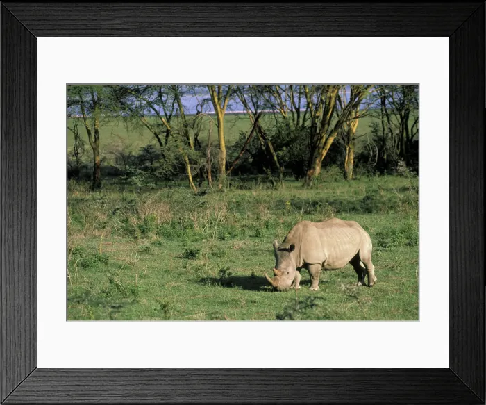 Framed Print : DDE-90020736 Framed Print : DDE-90020736
