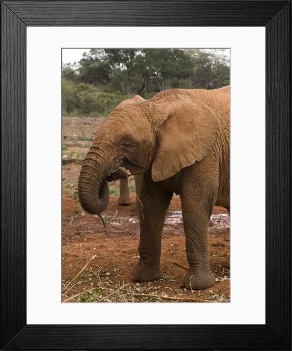 Framed Print : DDE-90020738 Framed Print : DDE-90020738