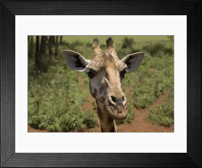 Framed Print : DDE-90020740 Framed Print : DDE-90020740