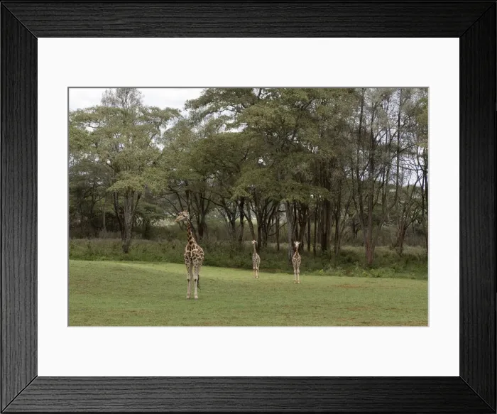 Framed Print : DDE-90020741 Framed Print : DDE-90020741