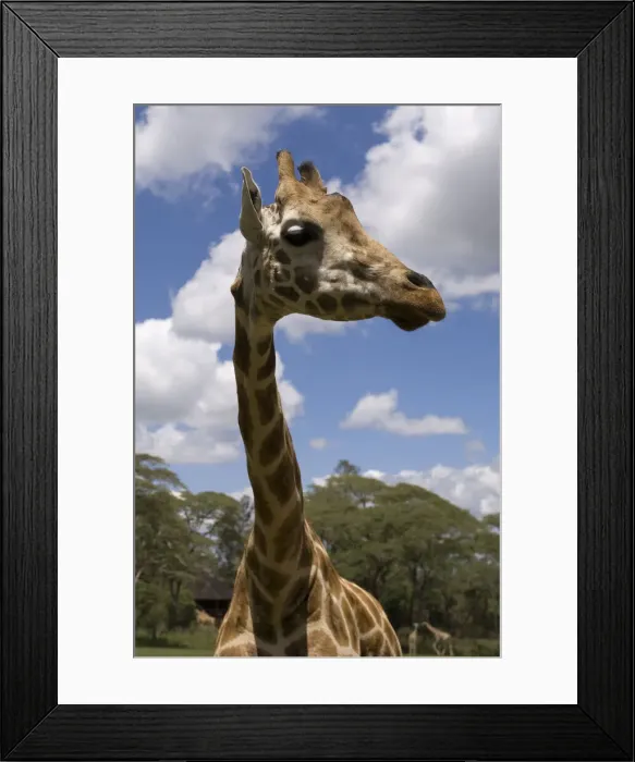 Framed Print : DDE-90020742 Framed Print : DDE-90020742