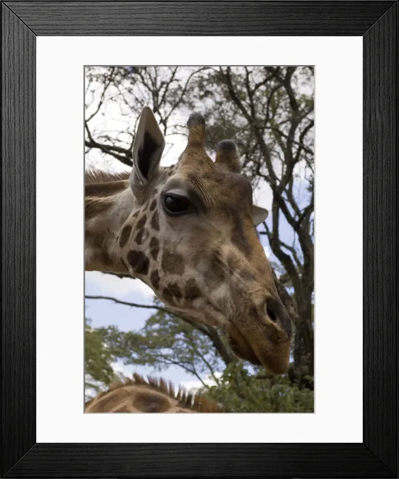 Framed Print : DDE-90020739 Framed Print : DDE-90020739