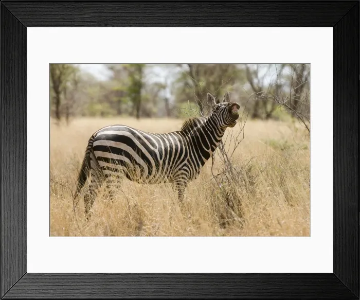 Framed Print : DDE-90020744 Framed Print : DDE-90020744