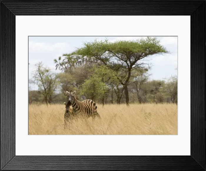 Framed Print : DDE-90020746 Framed Print : DDE-90020746