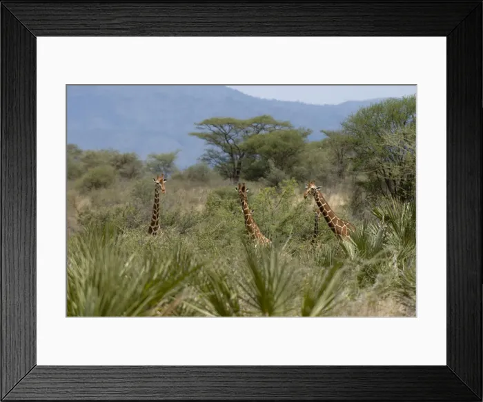 Framed Print : DDE-90020748 Framed Print : DDE-90020748