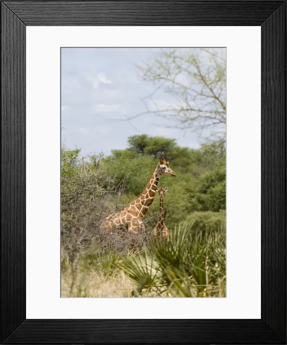 Framed Print : DDE-90020749 Framed Print : DDE-90020749