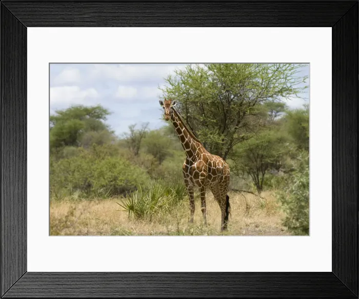 Framed Print : DDE-90020750 Framed Print : DDE-90020750
