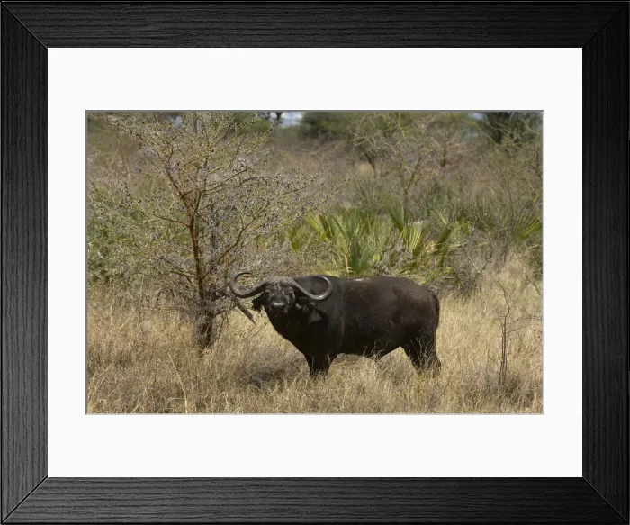Framed Print : DDE-90020747 Framed Print : DDE-90020747