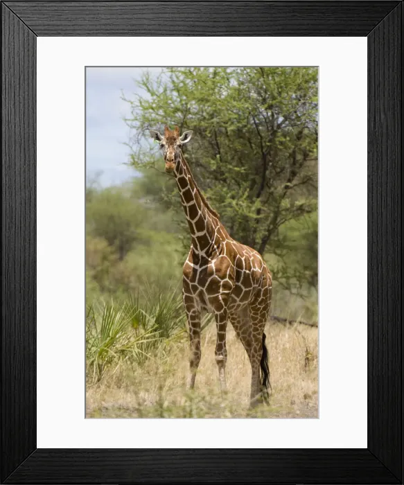 Framed Print : DDE-90020751