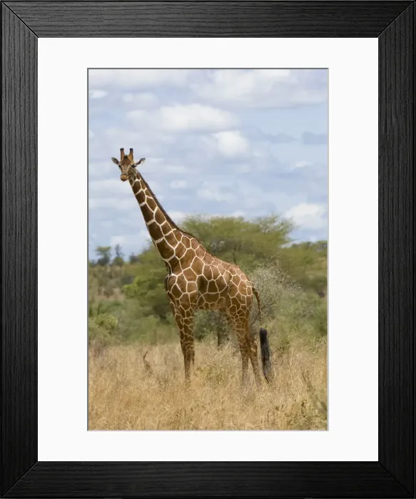 Framed Print : DDE-90020754 Framed Print : DDE-90020754