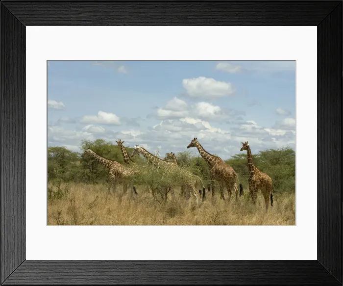 Framed Print : DDE-90020755 Framed Print : DDE-90020755