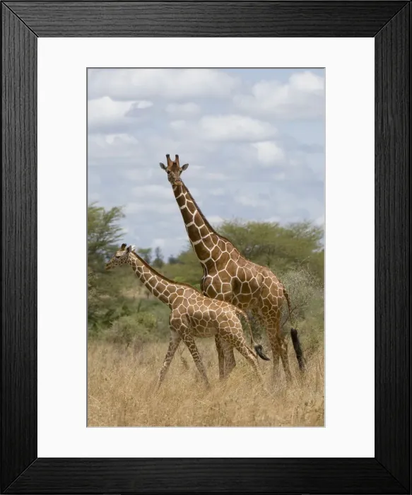 Framed Print : DDE-90020756 Framed Print : DDE-90020756