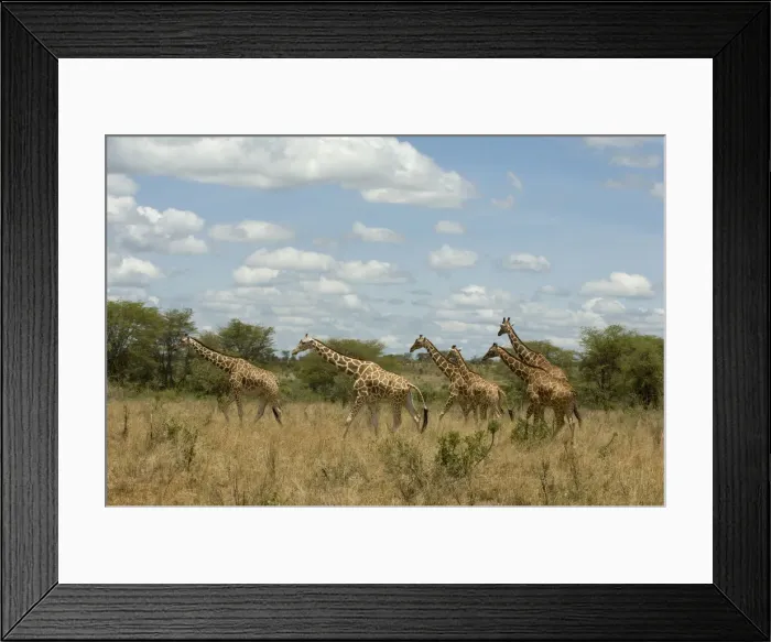 Framed Print : DDE-90020757