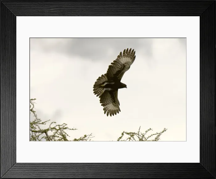 Framed Print : DDE-90020758 Framed Print : DDE-90020758