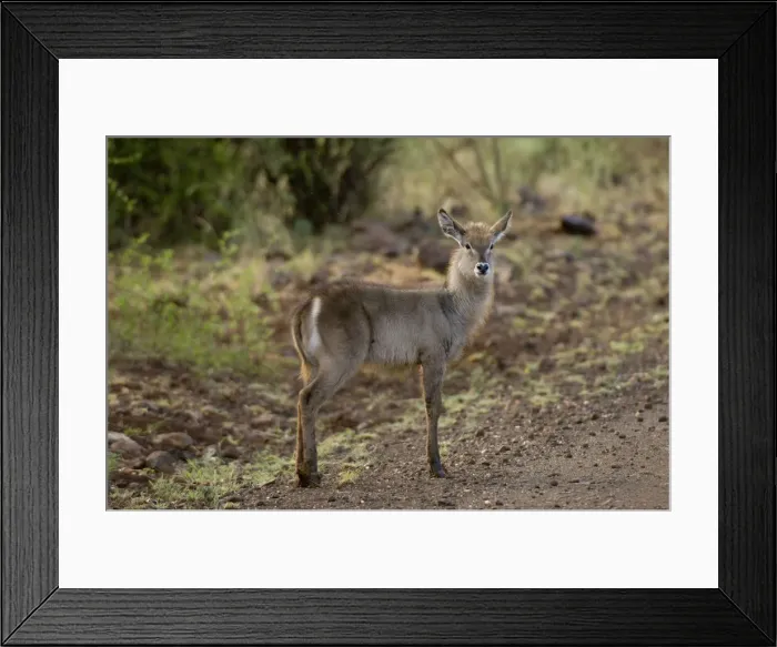 Framed Print : DDE-90020759 Framed Print : DDE-90020759