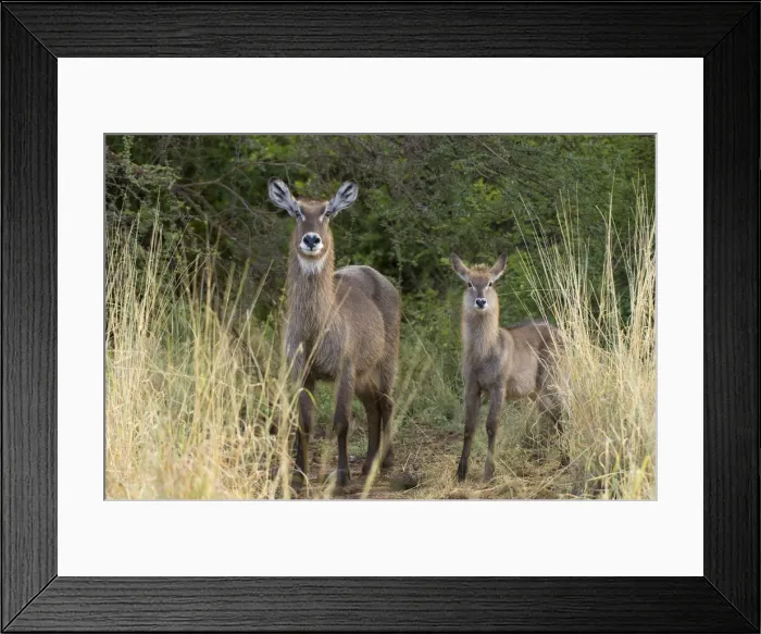 Framed Print : DDE-90020760 Framed Print : DDE-90020760