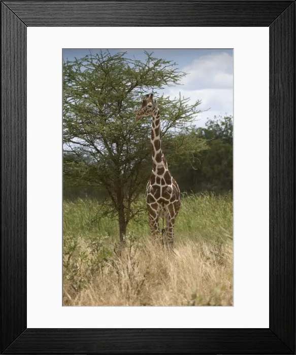 Framed Print : DDE-90020753 Framed Print : DDE-90020753
