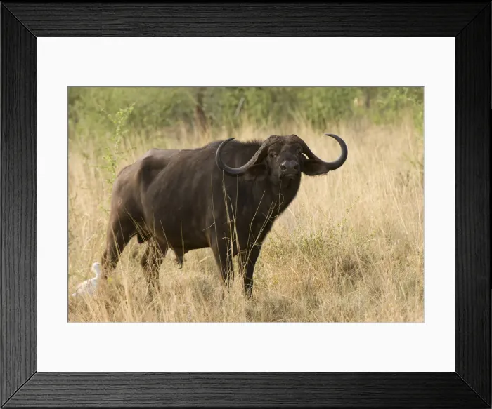 Framed Print : DDE-90020761 Framed Print : DDE-90020761