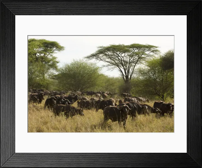 Framed Print : DDE-90020762 Framed Print : DDE-90020762
