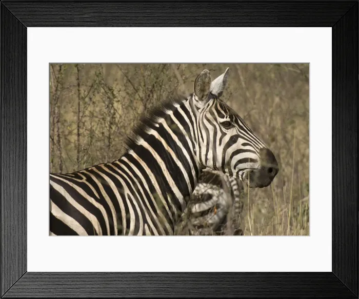 Framed Print : DDE-90020766 Framed Print : DDE-90020766