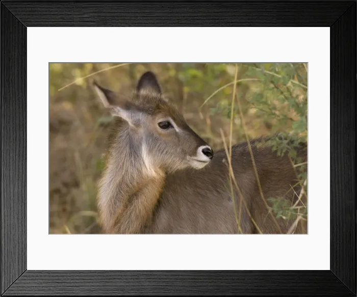 Framed Print : DDE-90020768 Framed Print : DDE-90020768