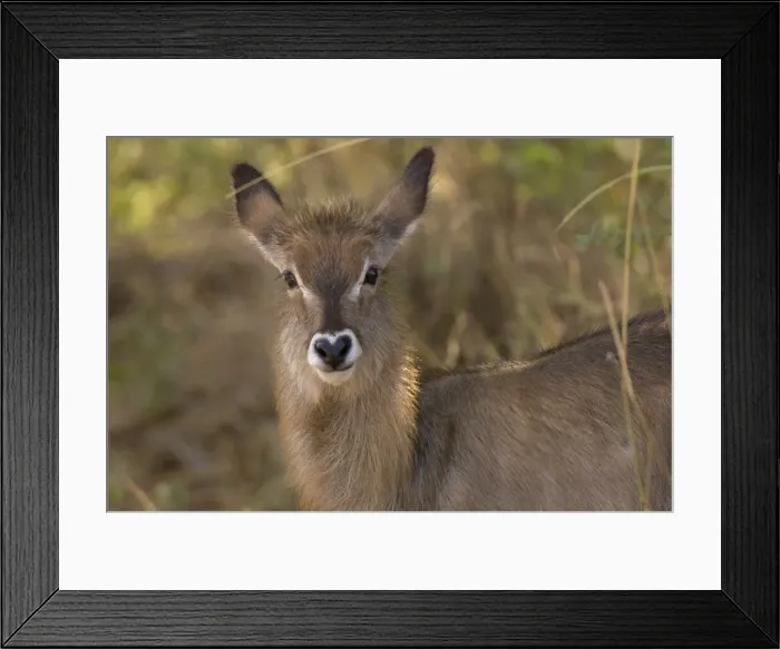 Framed Print : DDE-90020769 Framed Print : DDE-90020769