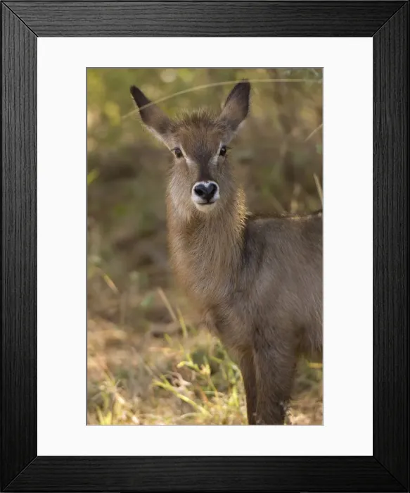 Framed Print : DDE-90020770 Framed Print : DDE-90020770