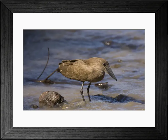 Framed Print : DDE-90020772