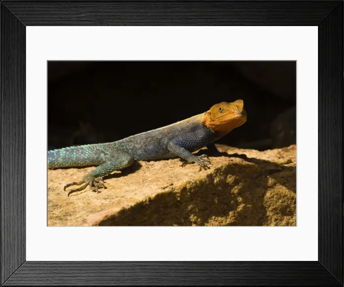 Framed Print : DDE-90020773 Framed Print : DDE-90020773
